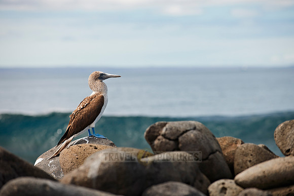 Blue-footed Booby