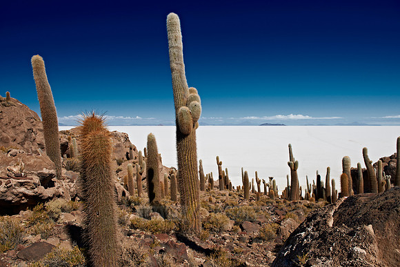 Inkahuasi Island, Salar de Uyuni
