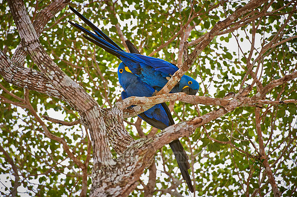 couple of Hyacinth Macaws