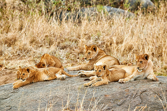group of lion cubs