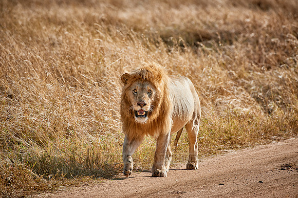 huge male lion walking