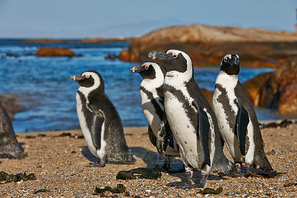 African Penguin