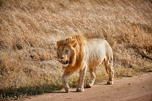 huge male lion walking