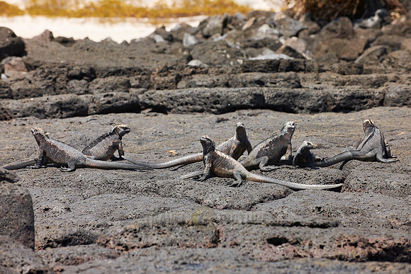 Marine Iguana on cliff