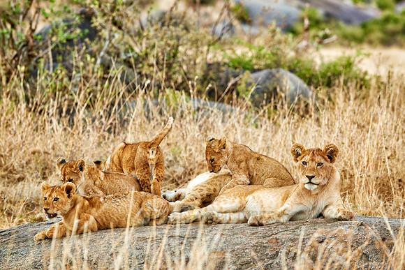 group of lion cubs