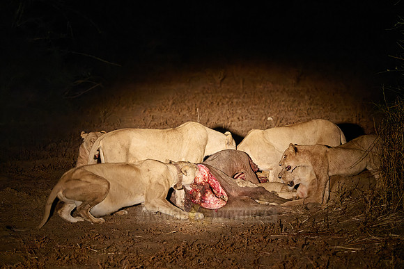 night shot pride of lioness (Panthera leo) at buffalo kill