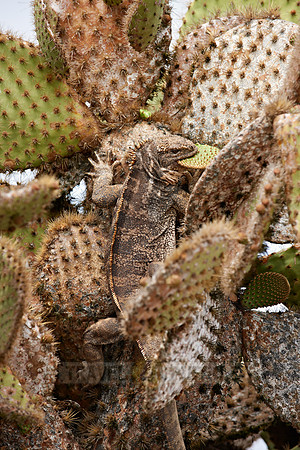 Hybrid Iguana
