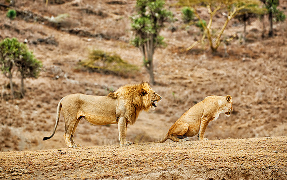 mating lions in Ngorongoro crater