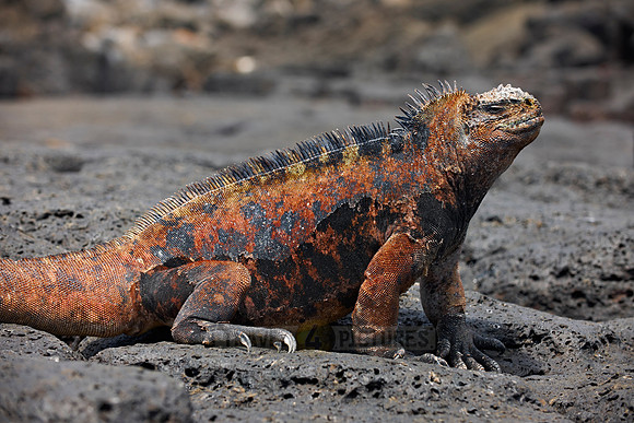 Marine Iguana on cliff