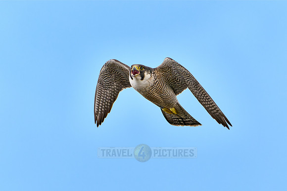 male Peregrine Falcon in flight