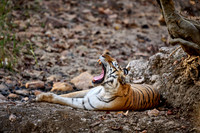Bengal tiger (Panthera tigris tigris)