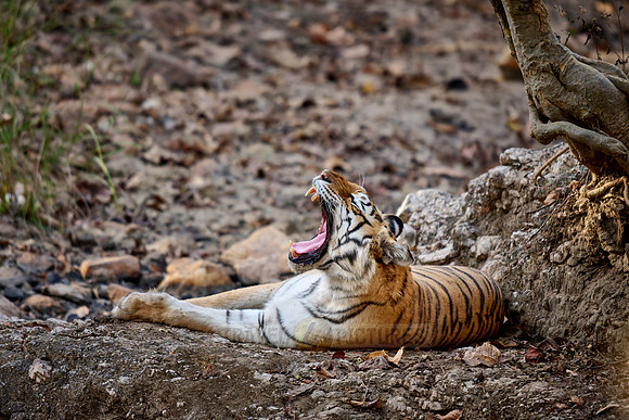 Bengal tiger (Panthera tigris tigris)