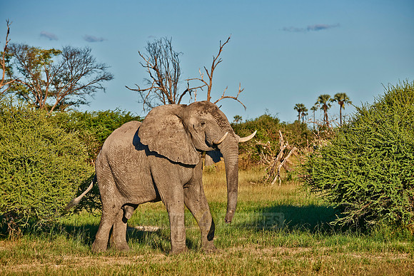 aggressive male African elephant