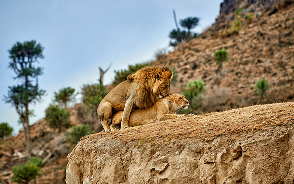 mating lions in Ngorongoro crater