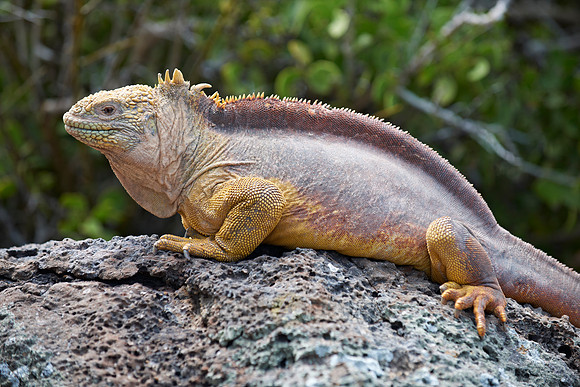 Galapagos Land Iguana