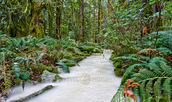 milky river in Great Bear Rainforest