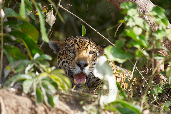 Jaguar, PANTHERA ONCA