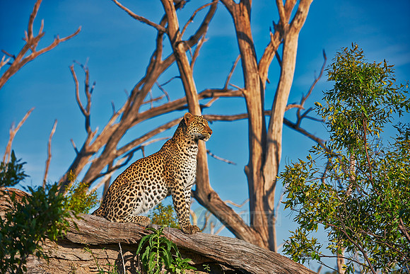 leopard (Panthera pardus)