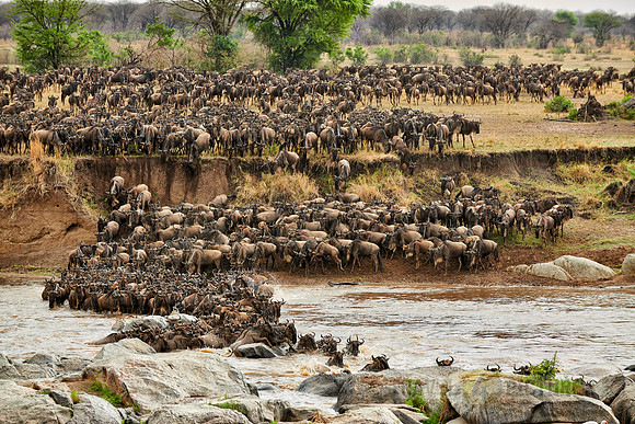 herd of wildebeest crossing Mara River