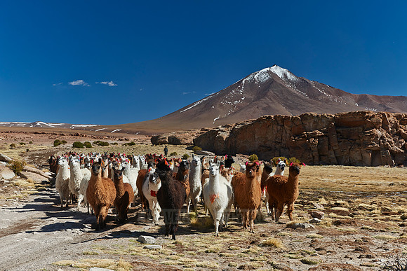 Llama (Lama glama)