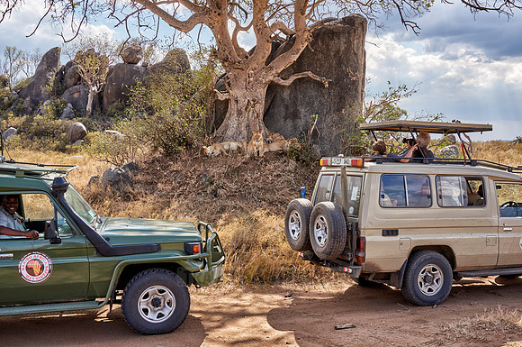 tourists in car watching lion family