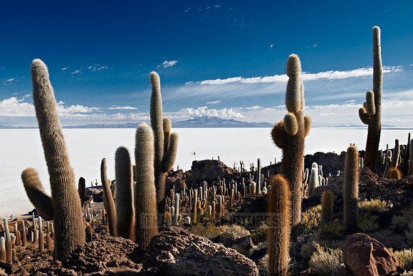 Inkahuasi Island, Salar de Uyuni
