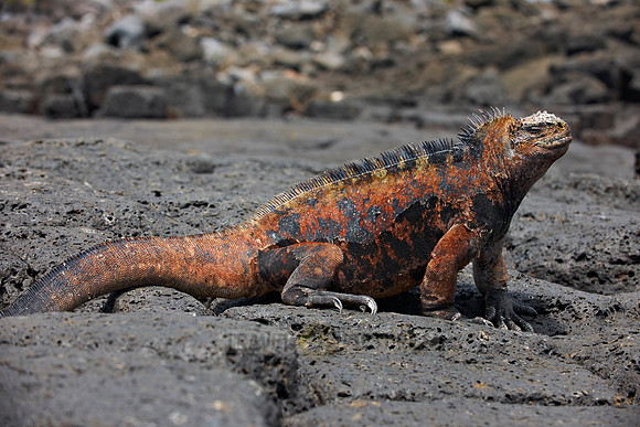 Marine Iguana on cliff