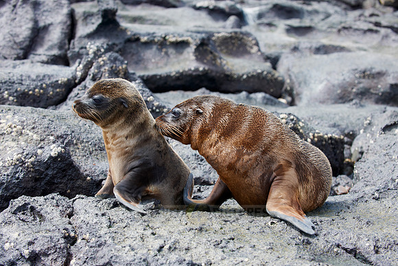 two young Galapagos Sea Lion