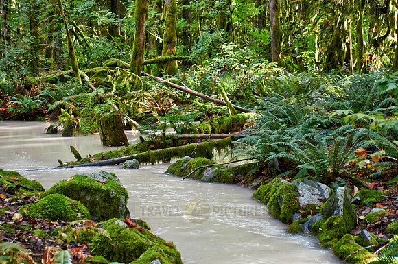 milky river in Great Bear Rainforest