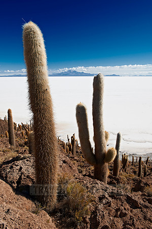 Inkahuasi Island, Salar de Uyuni