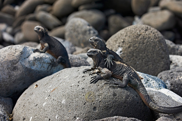 endemic Marine Iguana