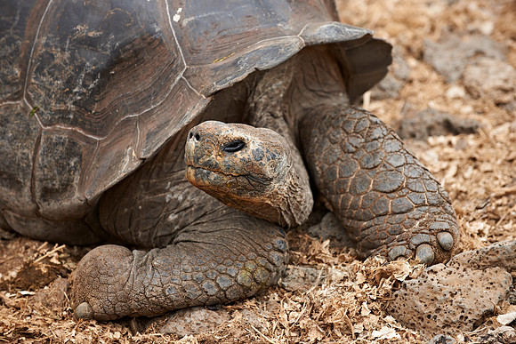 Galapagos giant tortoise