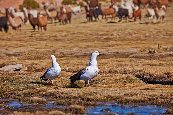 Andean Goose