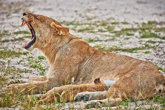 lioness with very young cub