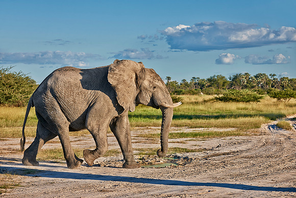 nervous African elephant