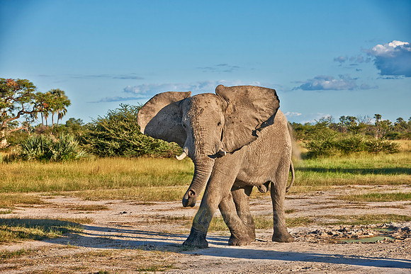 aggressive male African elephant