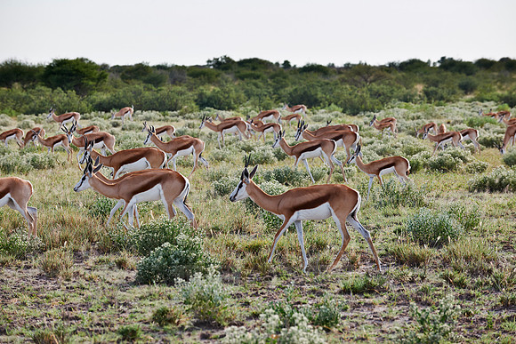 Springbok