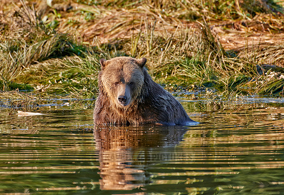 Grizzly bear at Knight Inlet