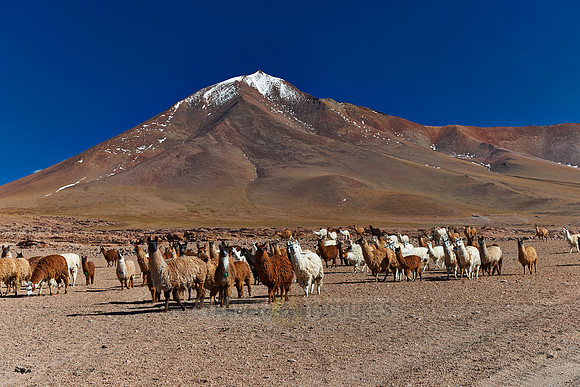 Llama (Lama glama)