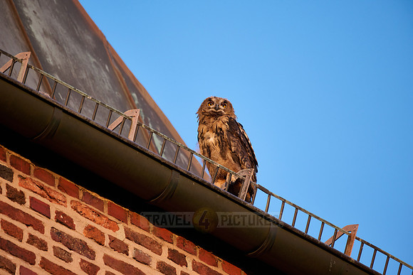 Eurasian eagle-owl (Bubo bubo), fledgling on a roof of a church