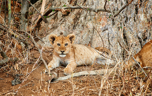 cute ​lion cub