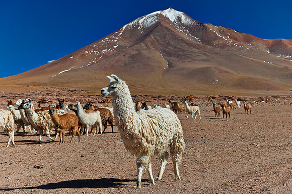 Llama (Lama glama)