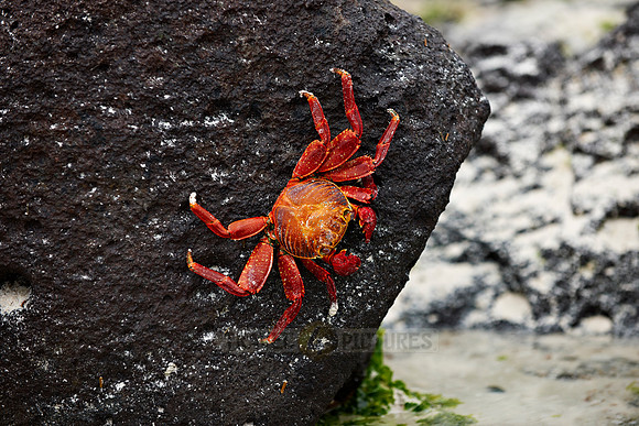 red rock crab, Grapsus grapsus