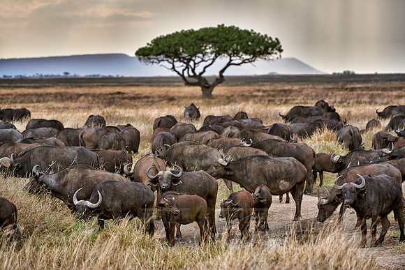 herd of African buffalos at sunset