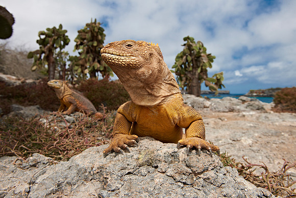 Galapagos Land Iguana
