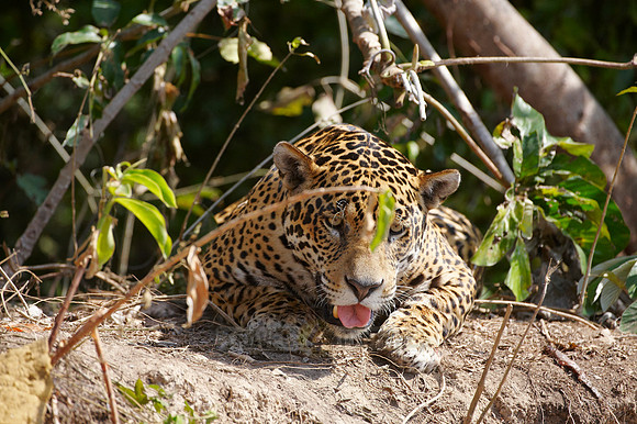 Jaguar, PANTHERA ONCA