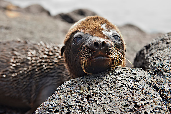 young Galapagos Sea Lion