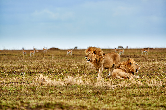 two huge male lion on hunt