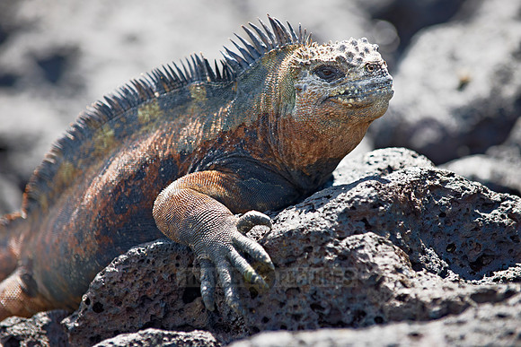 Marine Iguana on cliff