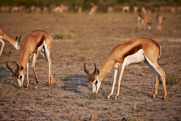 Springbok